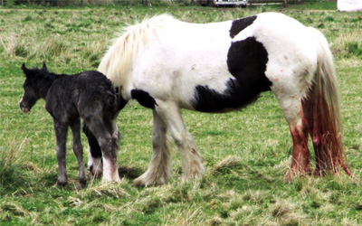 Foal born on Easter morning
