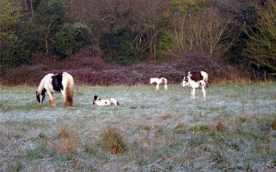 Ponies back at Quebec Hall